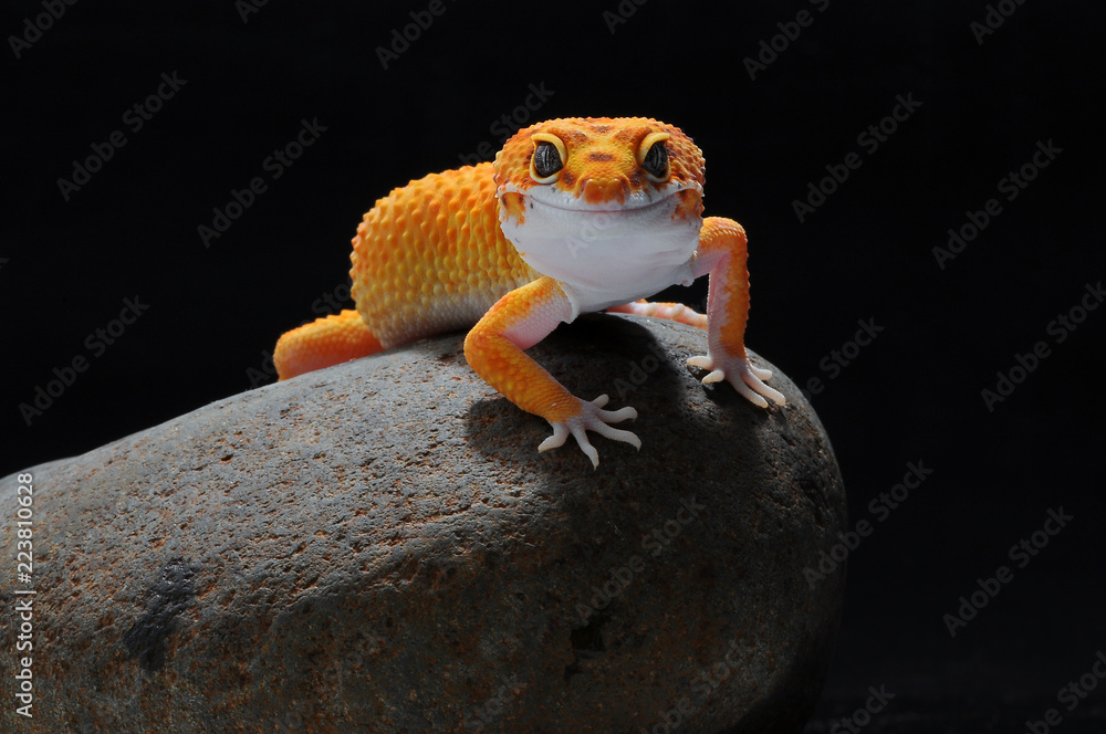 Naklejka premium leopard lizard gecko