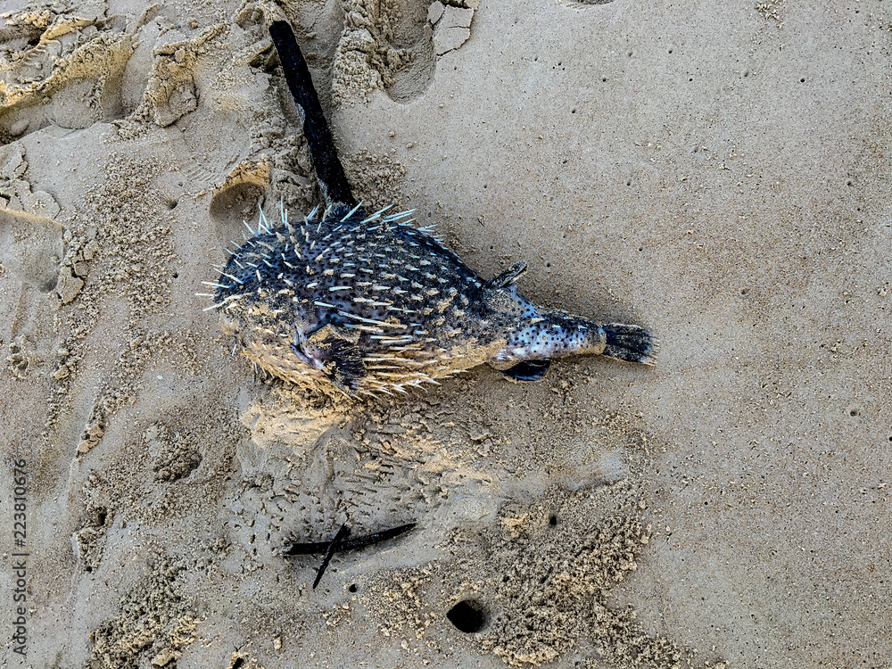 Dead Baby Puffer Fish in the Sands of Karon Beach