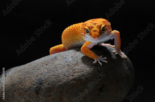 Obraz na plátně leopard lizard gecko