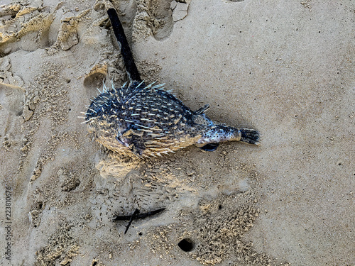 Obraz na płótnie Dead Baby Puffer Fish in the Sands of Karon Beach w salonie