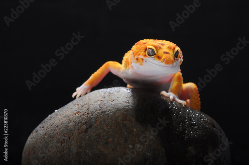 leopard lizard gecko