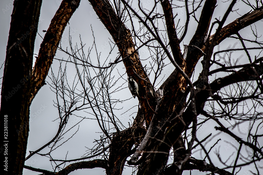 Woodpecker in a frozen tree.
