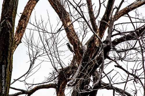 Obraz na płótnie Woodpecker in a frozen tree. w salonie