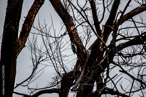 Obraz na płótnie Woodpecker in a frozen tree. w salonie