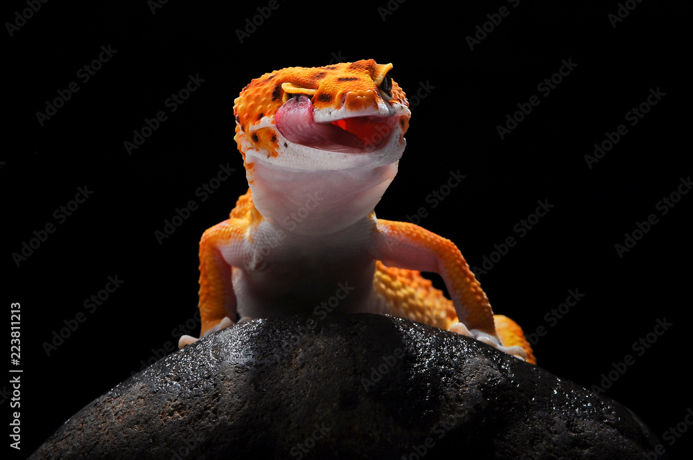 Naklejka premium leopard lizard gecko