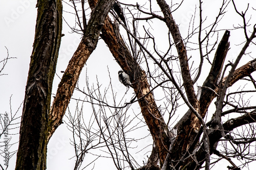 Obraz na płótnie Woodpecker in a frozen tree. w salonie