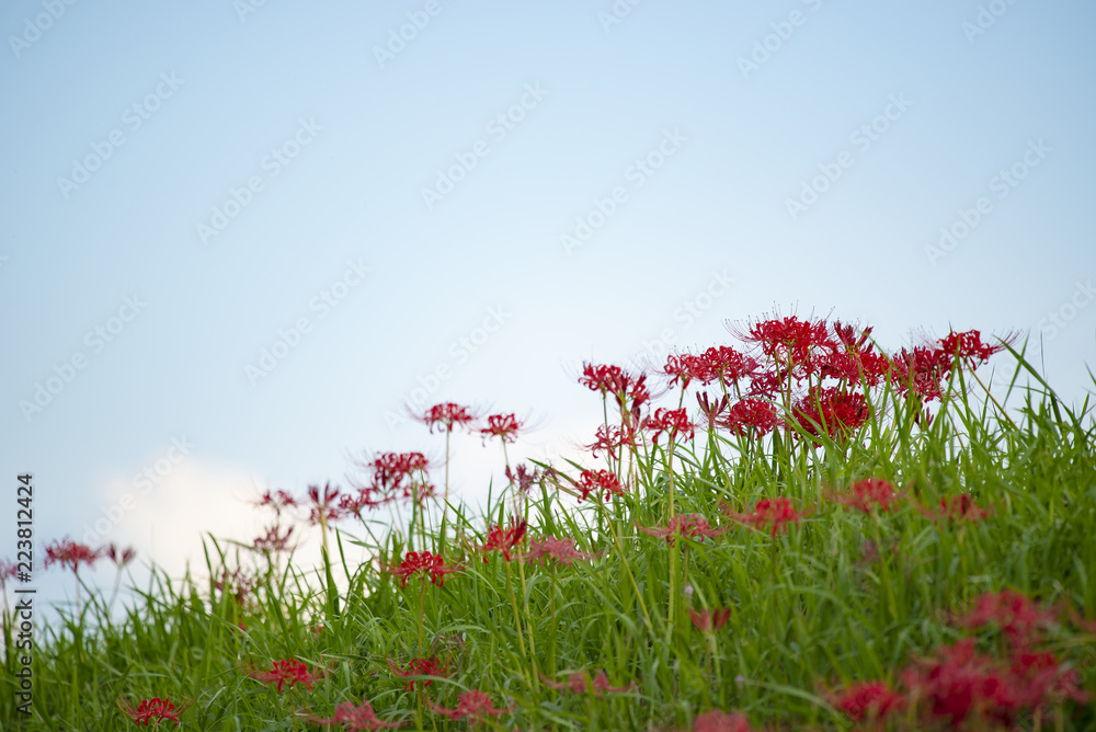 Red spider lilies blooming against the blue sky at the riverbank in autumn.