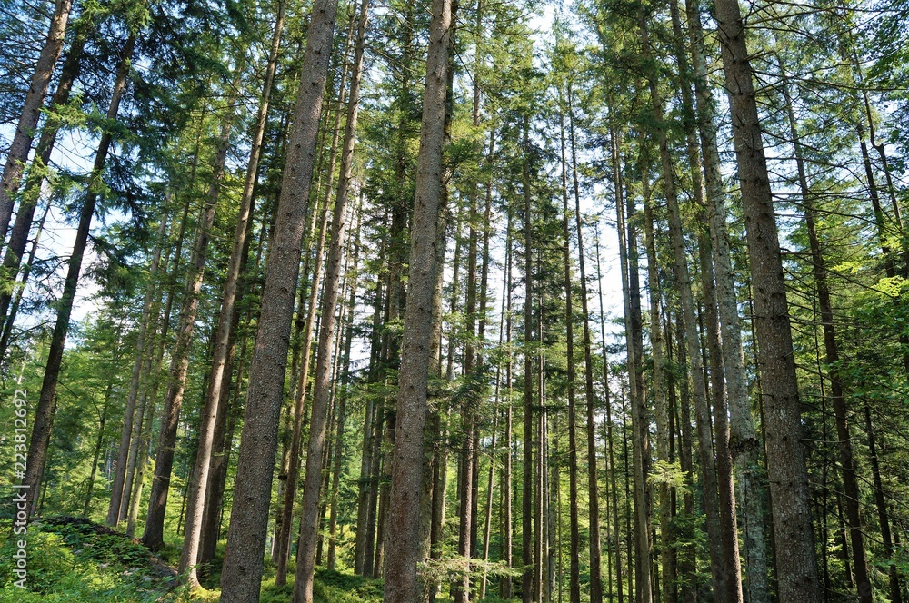 Fototapeta premium Wald