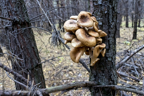 mushrooms honey agaric growing high on a tree photo