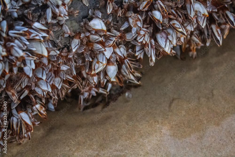 A Black Crab under a Zebra Mussel Covered Piece of Driftwood at Karon Beach, Phuket Thailand