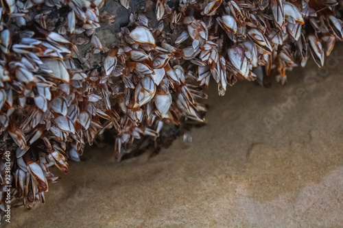 Obraz na płótnie A Black Crab under a Zebra Mussel Covered Piece of Driftwood at Karon Beach, Phuket Thailand w salonie