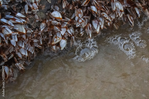 Obraz na płótnie Bubbles rise from under a zebra mussle covered piece of driftwood in shallow waters from crabs hiding under at Karon Beach, Phuket Thailand. w salonie