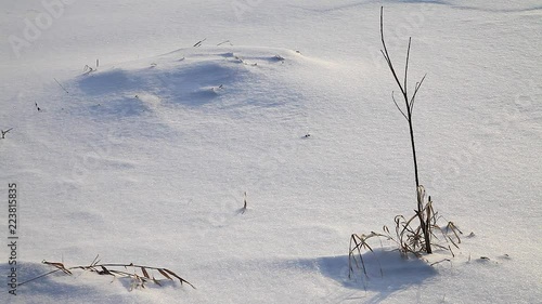 Wallpaper Mural winter landscape through the dry autumn grass shines through the sun, sunset and evening light Torontodigital.ca