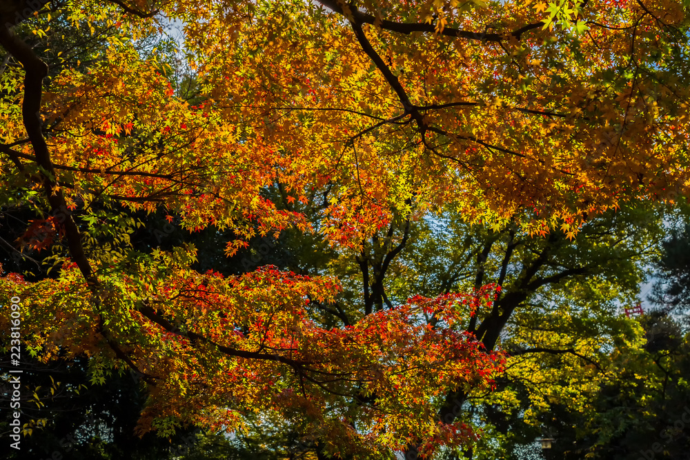 Japanese maple and autumn leaves.The shooting location is  Tokyo, Japan.