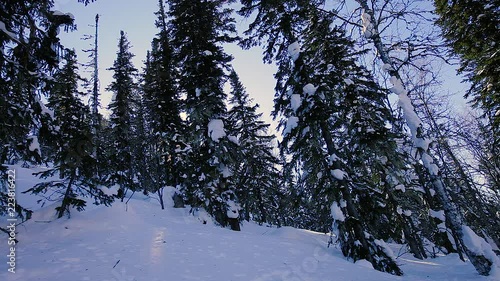 winter landscape in the taiga in the mountains. Snow falls from the branches through the sun. The effect of sunlight, the sun shines through the branches of trees. High Christmas trees, white snowdrif photo