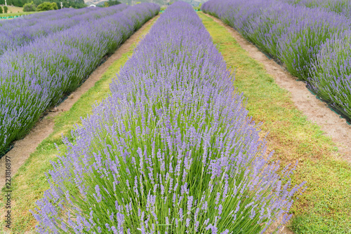 Fototapeta Naklejka Na Ścianę i Meble -  Violet lavender field full bloom condition, natural landscape background