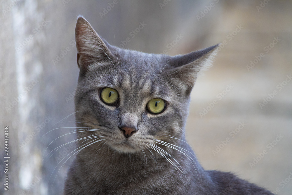 Fototapeta premium Awesome cute isolated grey cat portrait on street