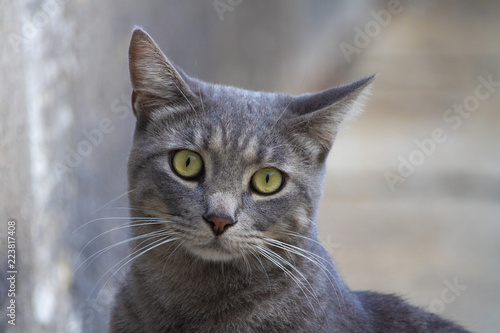 Awesome cute isolated grey cat portrait on street