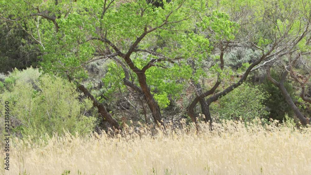 Outdoor scene of tall golden grass blowing in the wind within canyon Outdoor scene of tall golden grass blowing in the wind within canyon