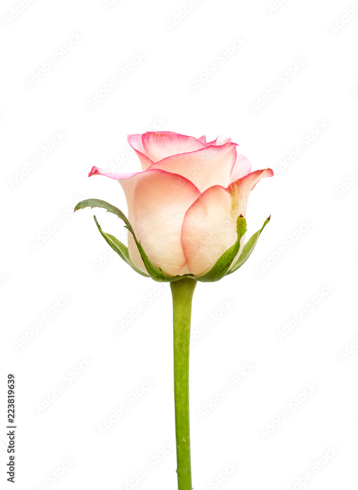 Pink rose isolated on white. Pink rose isolated on white.