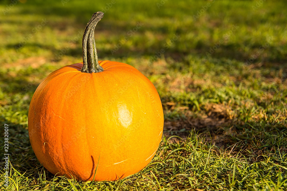 Pumpkin on the grass