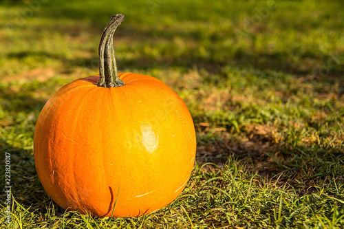 Obraz na płótnie Pumpkin on the grass w salonie