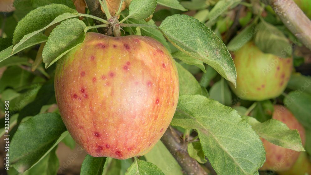 Disease of leaves and vines of apples close-up of damage to rot and parasites. The concept of protection of industrial apple orchard Disease of leaves and vines of apples close-up of damage to rot and parasites. The concept of protection of industrial apple orchard