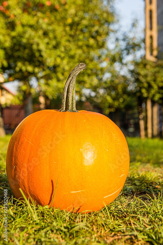 Obraz na płótnie Pumpkin on the grass w salonie
