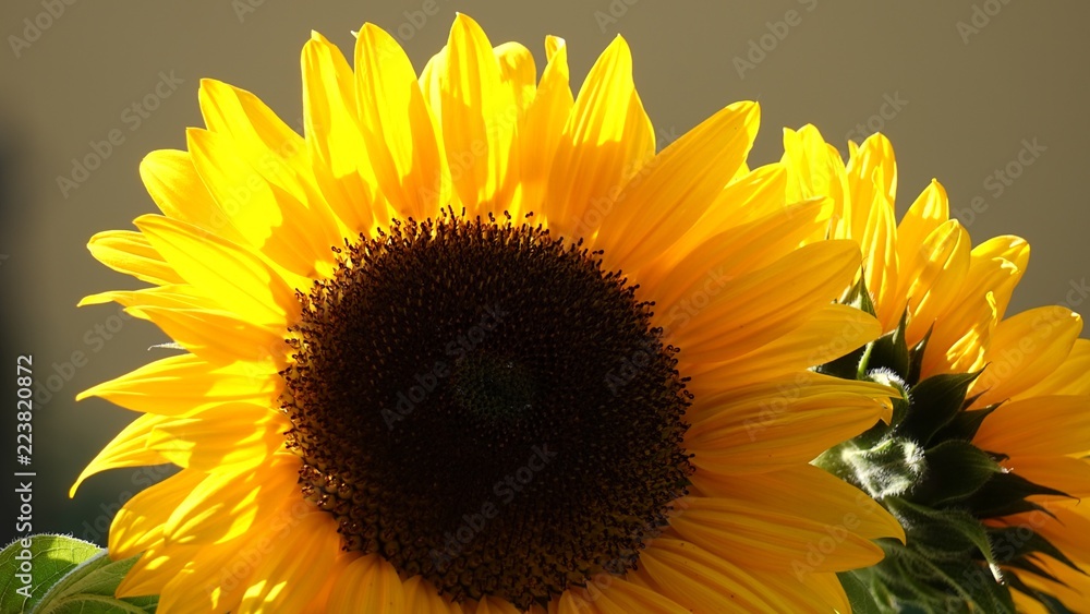 Obraz premium Sunflower paradise