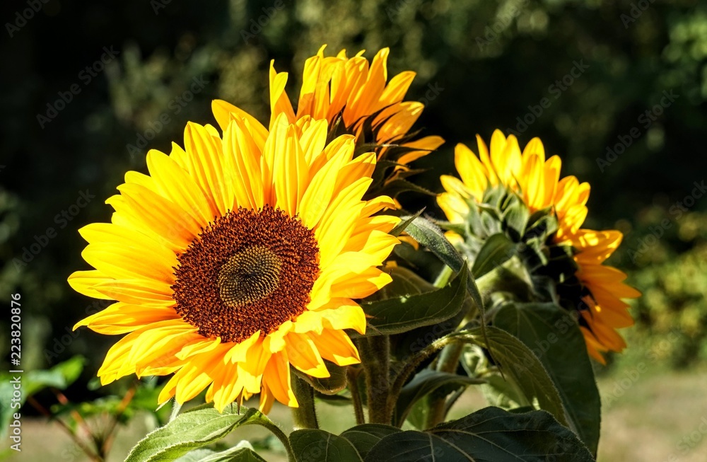 Obraz premium Sunflower paradise