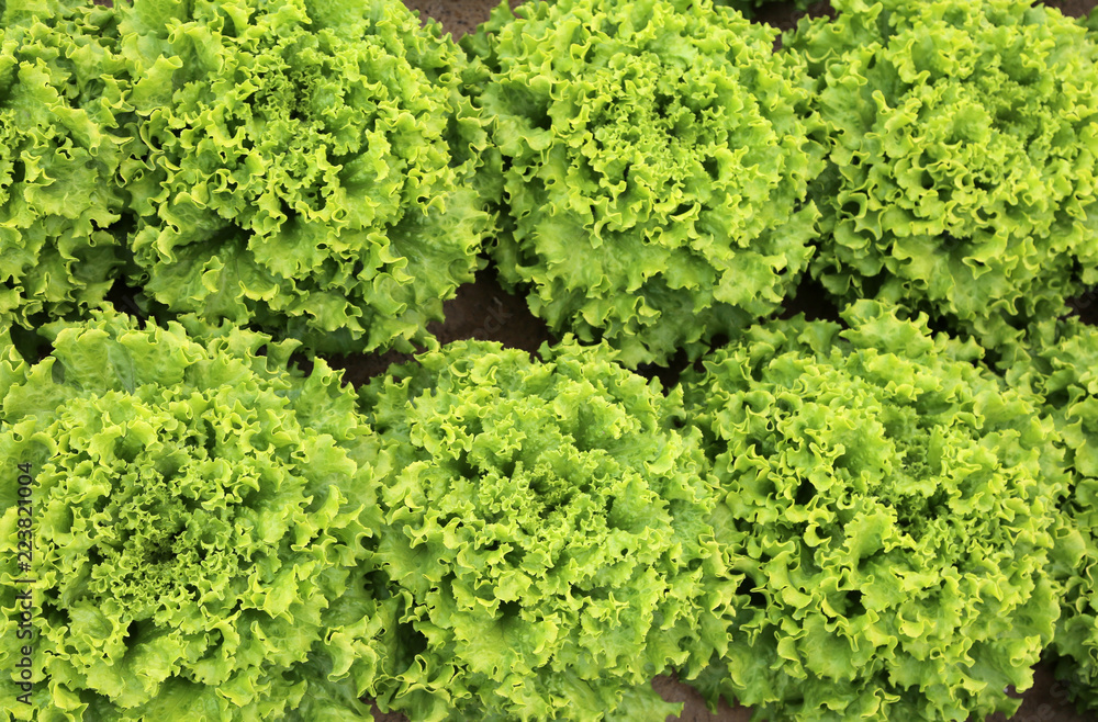 background of many heads of fresh lettuce