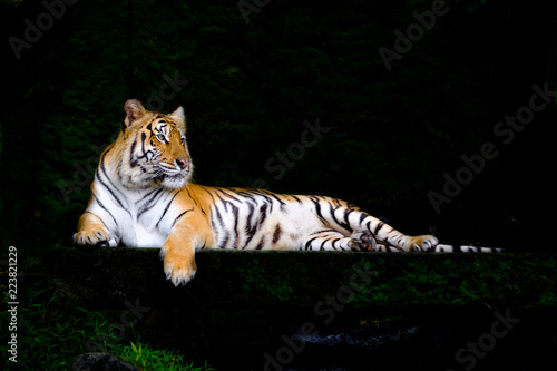 indochinese tiger in the open zoo photo