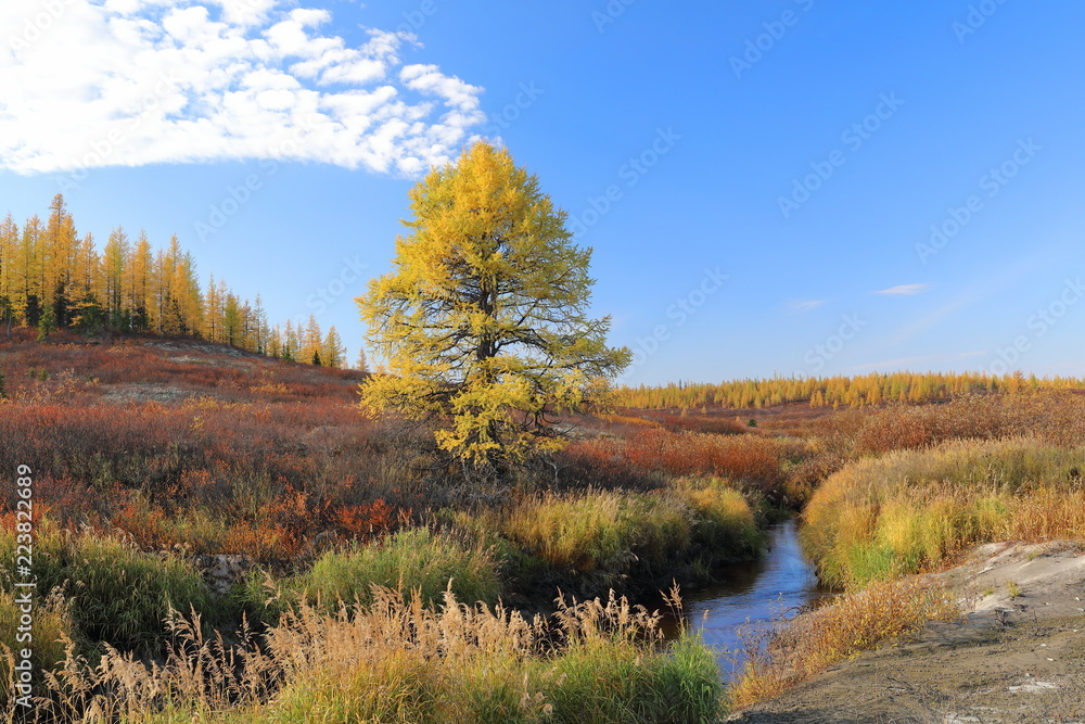 Larch on the Bank of the stream in autumn in the North of Western Siberia Larch on the Bank of the stream in autumn in the North of Western Siberia