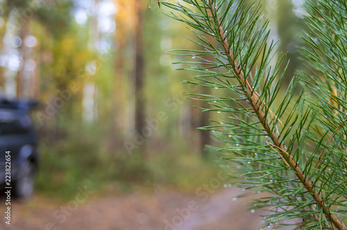 Branch green coniferous tree with raindrops on blurred background of autumn forest.