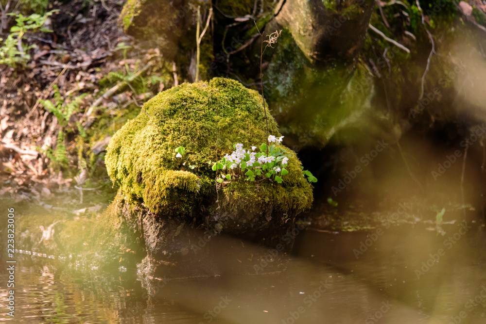 Flowers on a rock Flowers on a rock