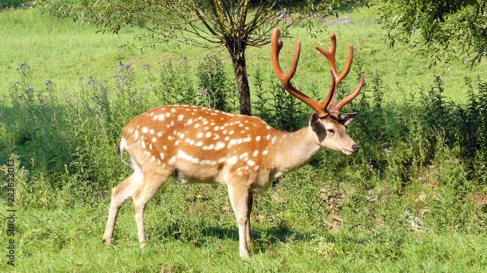 Naklejka premium Sikahirsch