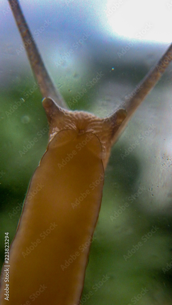 Snail on Glass