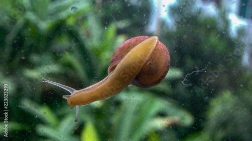 Obraz na płótnie Snail on Glass w salonie