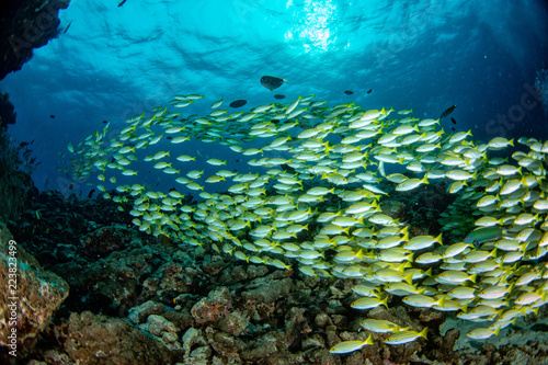 yellow Snapper Lutjanidae while diving maldives photo