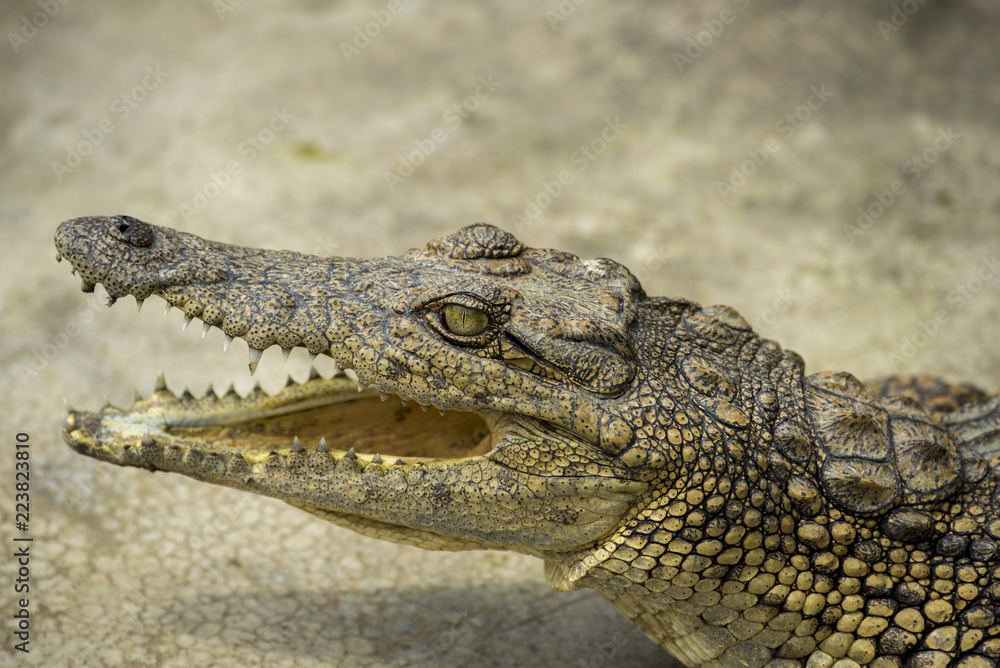 Young Crocodile lying with jaws open in Crocodile Park, Uganda Young Crocodile lying with jaws open in Crocodile Park, Uganda