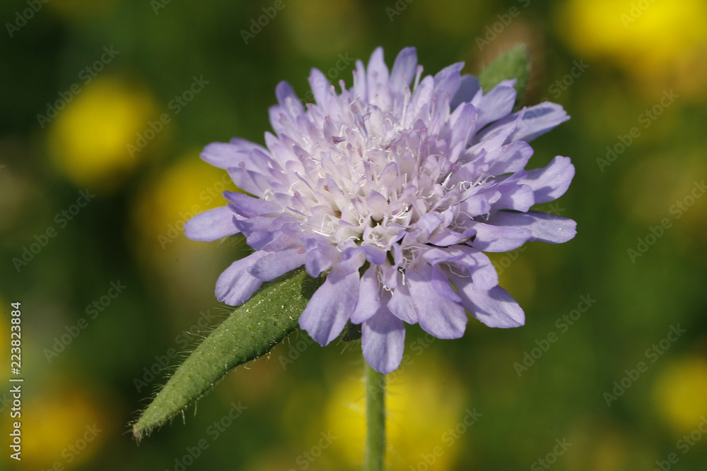 Gartenblume Gartenblume