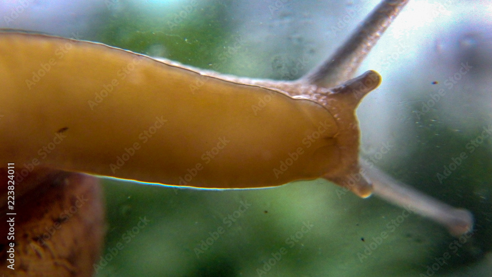 Snail on Glass