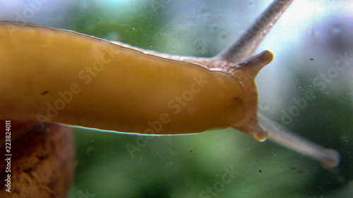 Obraz na płótnie Snail on Glass w salonie
