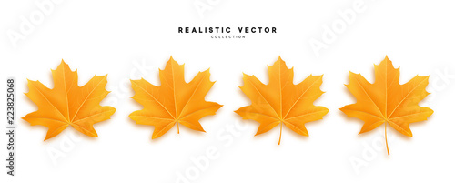 Set of autumn maple leaves, isolated on white background. Fall Foliage realistic design.