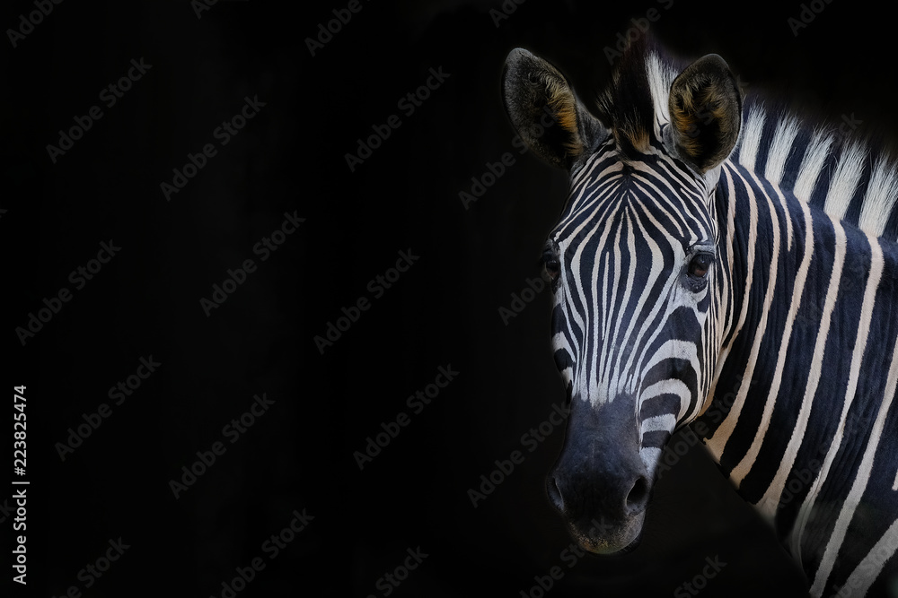 Zebra head with black background - obrazy, fototapety, plakaty 