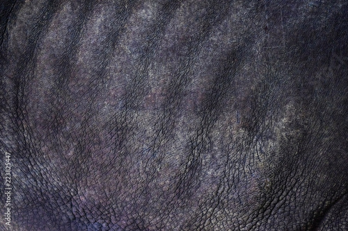 Close-up of Black Rhinoceros (Diceros bicornis )skin texture.