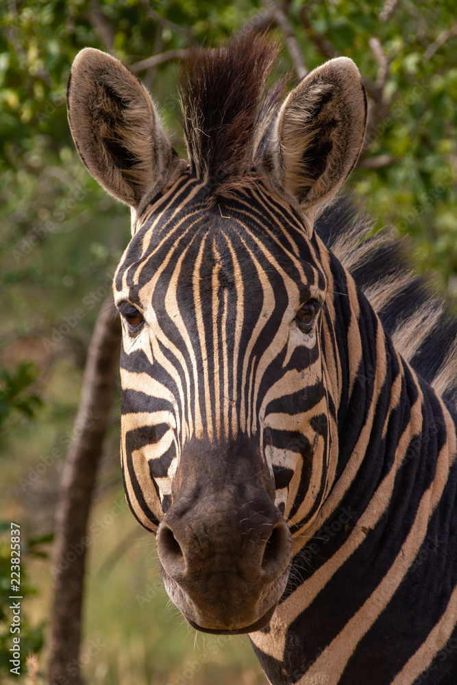 Naklejka premium portrait of a zebra