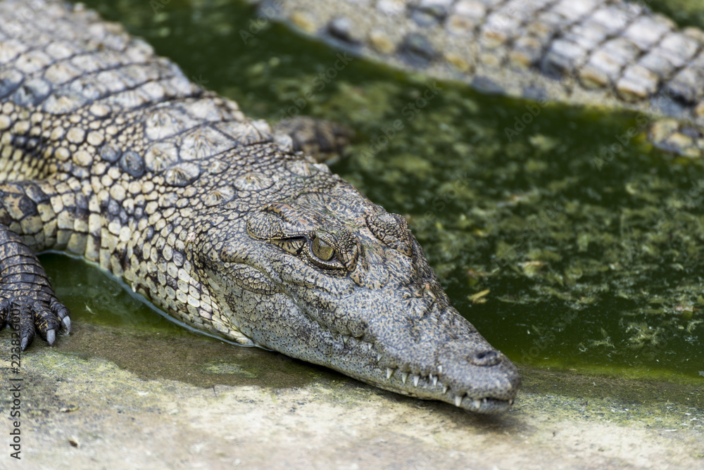Young Crocodile resting in water in Crocodile Park, Uganda Young Crocodile resting in water in Crocodile Park, Uganda