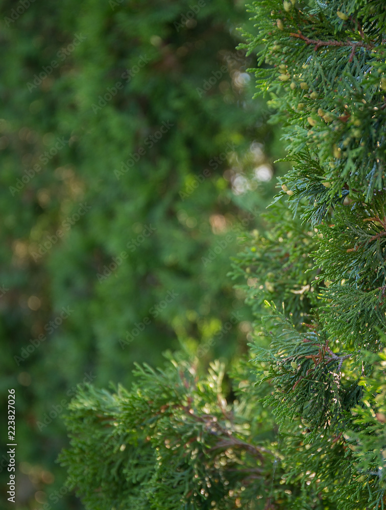 Beautiful green christmas leaves of Thuja trees. Thuja twig, Thuja occidentalis is an evergreen coniferous tree. Platycladus orientalis (also known as Chinese thuja, Oriental arborvitae. Beautiful green christmas leaves of Thuja trees. Thuja twig, Thuja occidentalis is an evergreen coniferous tree. Platycladus orientalis (also known as Chinese thuja, Oriental arborvitae.