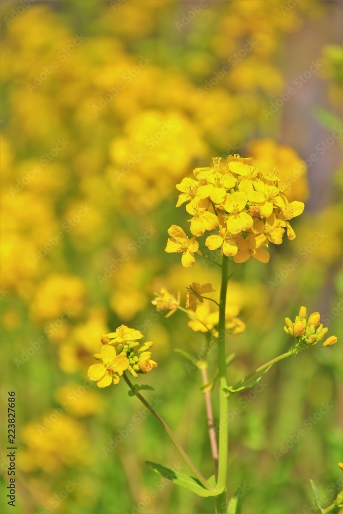 爽やかな菜の花畑